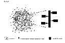 Fig. 03 - Affinity peptides toward infliximab
