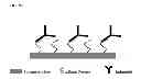 Fig. 04 - Affinity peptides toward infliximab