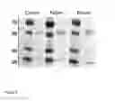 Fig. 07 - CANINISED ANTIBODIES AND METHOD FOR PRODUCTION OF SAME