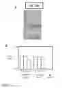 Fig. 22 - CANINISED ANTIBODIES AND METHOD FOR PRODUCTION OF SAME
