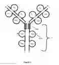 Fig. 03 - Methods of treating glomerulonephritis associated with IGA nephropathy for TACI-immunoglobulin fusion proteins