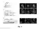 Fig. 05 - MITIGATION OF DISEASE BY INHIBITION OF GALECTIN-12