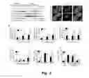 Fig. 10 - MITIGATION OF DISEASE BY INHIBITION OF GALECTIN-12