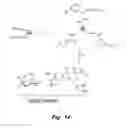 Fig. 15 - MITIGATION OF DISEASE BY INHIBITION OF GALECTIN-12