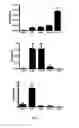Fig. 05 - IMMUNOGENIC GLUTEN PEPTIDES AND USES THEREOF