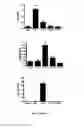 Fig. 07 - IMMUNOGENIC GLUTEN PEPTIDES AND USES THEREOF