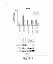 Fig. 04 - Lin28-mediated control of let-7 biogenesis