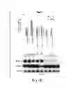 Fig. 05 - Lin28-mediated control of let-7 biogenesis