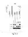 Fig. 06 - Lin28-mediated control of let-7 biogenesis
