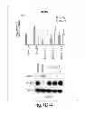 Fig. 07 - Lin28-mediated control of let-7 biogenesis