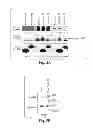Fig. 08 - Lin28-mediated control of let-7 biogenesis
