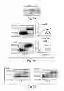 Fig. 20 - Lin28-mediated control of let-7 biogenesis