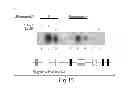 Fig. 43 - Lin28-mediated control of let-7 biogenesis