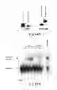 Fig. 48 - Lin28-mediated control of let-7 biogenesis