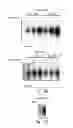 Fig. 49 - Lin28-mediated control of let-7 biogenesis