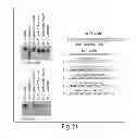 Fig. 52 - Lin28-mediated control of let-7 biogenesis