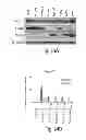 Fig. 56 - Lin28-mediated control of let-7 biogenesis