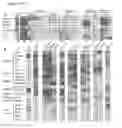 Fig. 02 - Human immunodeficiency virus neutralizing antibodies and methods of use thereof