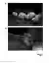 Fig. 06 - Induction of differential stress resistance and uses thereof