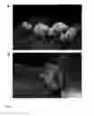 Fig. 10 - Induction of differential stress resistance and uses thereof