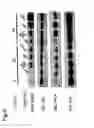 Fig. 09 - Immune modulation via C-type lectin