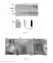 Fig. 04 - Norovirus immunogens and related materials and methods