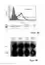 Fig. 13 - Liposomes co-encapsulating a bisphosphonate and an amphipathic agent