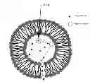 Fig. 01 - Methods and compositions for X-ray induced release from pH sensitive liposomes