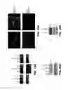 Fig. 41 - MODULATION OF AXON DEGENERATION