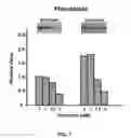 Fig. 08 - Use Of Two Botanicals With Complementary Activities For Improvement Of Skin