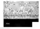 Fig. 01 - Boronization Process and Composition with Improved Surface Characteristics of Metals