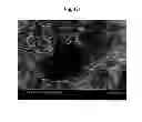 Fig. 15 - Secondary structure of carbon nanostructure, bundle thereof and composite comprising same