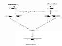 Fig. 01 - Methods, compositions and kits for a one-step DNA cloning system