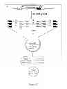 Fig. 06 - Methods, compositions and kits for a one-step DNA cloning system