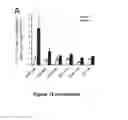 Fig. 20 - METHODS AND KITS FOR DIAGNOSING AND/OR PROGNOSING OSTEOARTHRITIS