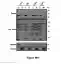 Fig. 22 - METHODS AND KITS FOR DIAGNOSING AND/OR PROGNOSING OSTEOARTHRITIS