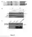 Fig. 31 - METHODS AND KITS FOR DIAGNOSING AND/OR PROGNOSING OSTEOARTHRITIS