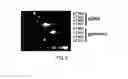 Fig. 04 - Methods of screening T1R1/T1R3 receptors for compounds that modulate umami taste signaling