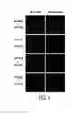 Fig. 07 - Methods of screening T1R1/T1R3 receptors for compounds that modulate umami taste signaling
