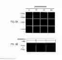 Fig. 10 - Methods of screening T1R1/T1R3 receptors for compounds that modulate umami taste signaling