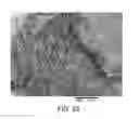 Fig. 30 - Processing biomass