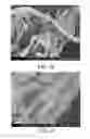Fig. 35 - Processing biomass