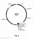 Fig. 06 - Chimeric Polypeptides Having Beta-Glucosidase Activity and Polynucleotides Encoding Same