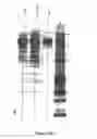 Fig. 06 - Anti-FH aptamers, method for producing same, and uses thereof