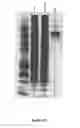 Fig. 07 - Anti-FH aptamers, method for producing same, and uses thereof