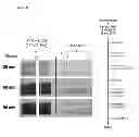 Fig. 28 - RAPID PEPTIDOGLYCAN-BASED ASSAY FOR DETECTION OF BACTERIAL CONTAMINATION