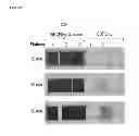 Fig. 33 - RAPID PEPTIDOGLYCAN-BASED ASSAY FOR DETECTION OF BACTERIAL CONTAMINATION