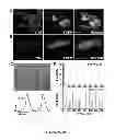 Fig. 03 - INDUCTION OF HUMAN EMBRYONIC STEM CELL DERIVED CARDIAC PACEMAKER OR CHAMBER-TYPE CARDIOMYOCYTES BY MANIPULATION OF NEUREGULIN SIGNALING