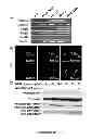 Fig. 04 - INDUCTION OF HUMAN EMBRYONIC STEM CELL DERIVED CARDIAC PACEMAKER OR CHAMBER-TYPE CARDIOMYOCYTES BY MANIPULATION OF NEUREGULIN SIGNALING