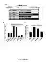 Fig. 05 - INDUCTION OF HUMAN EMBRYONIC STEM CELL DERIVED CARDIAC PACEMAKER OR CHAMBER-TYPE CARDIOMYOCYTES BY MANIPULATION OF NEUREGULIN SIGNALING